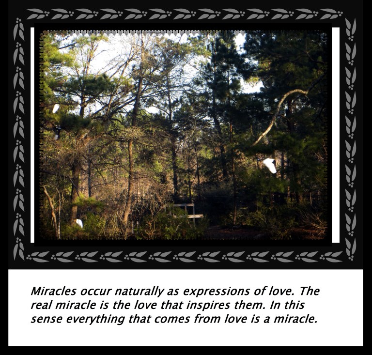 © Photo Artist Susan Ruth Robertson 090250610 011 - Copy.JPG