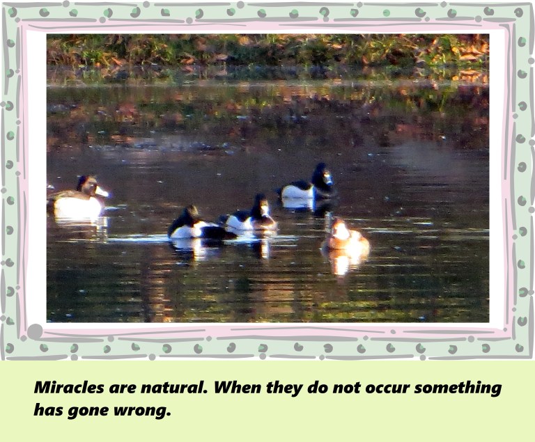 © Photo Artist Susan Ruth Robertson 090250610 016 - Copy.JPG