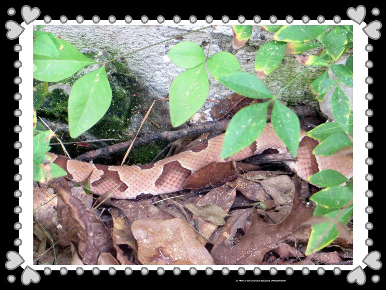 © Photo Artist Susan Ruth Robertson 090025006100 001.JPG