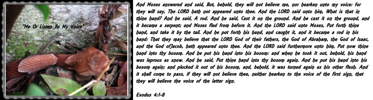 © Photo Artist Susan Ruth Robertson 090025006100 005 - Copy.JPG