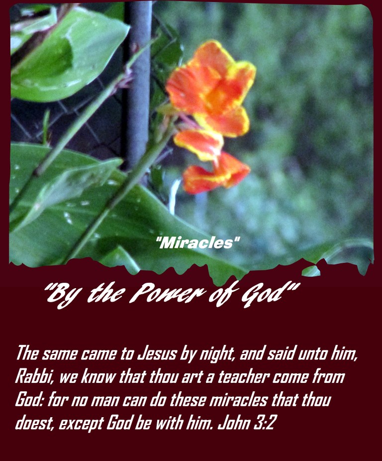 © Photo Artist Susan Ruth Robertson 090025006100 009 - Copy.JPG