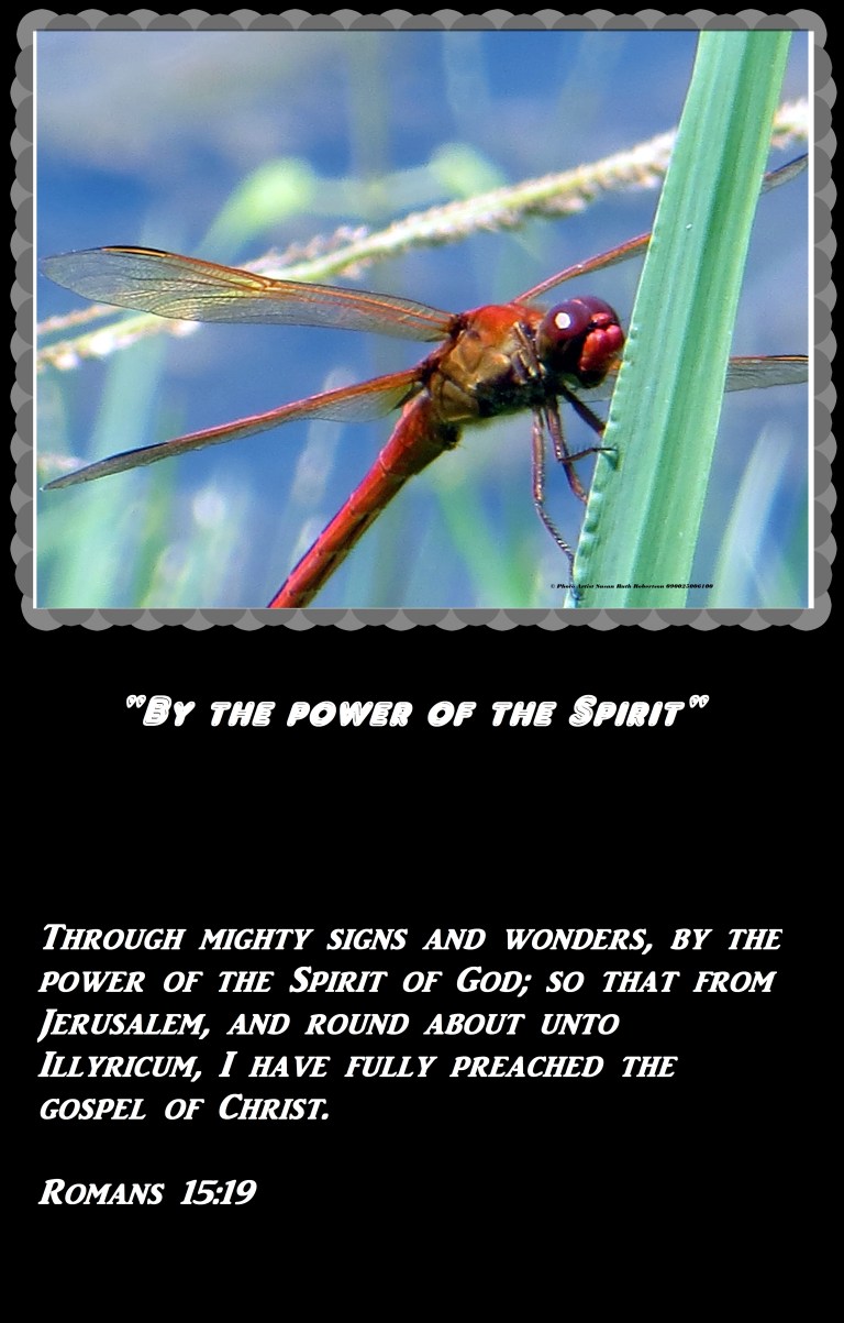 © Photo Artist Susan Ruth Robertson 090025006100 010 - Copy.JPG