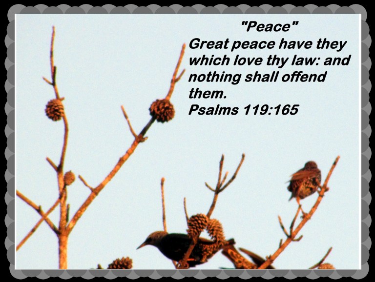 photo-artist-susan-ruth-robertson-090025006100-021-copy