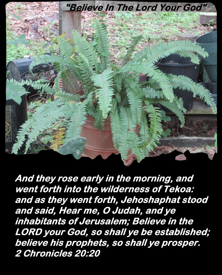 SX400IS  © Photo Artist Susan Ruth Robertson 090025006100 009 - Copy.JPG