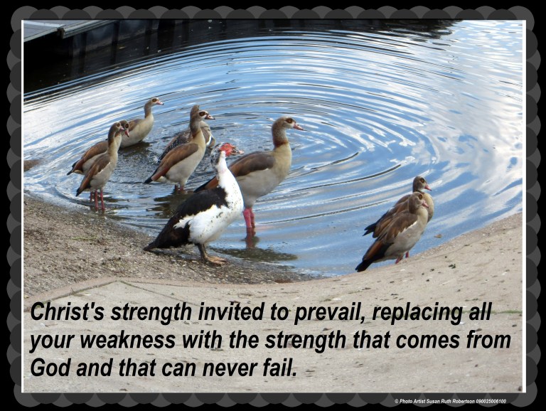 © Photo Artist Susan Ruth Robertson 090025006100 003 - Copy (2).JPG