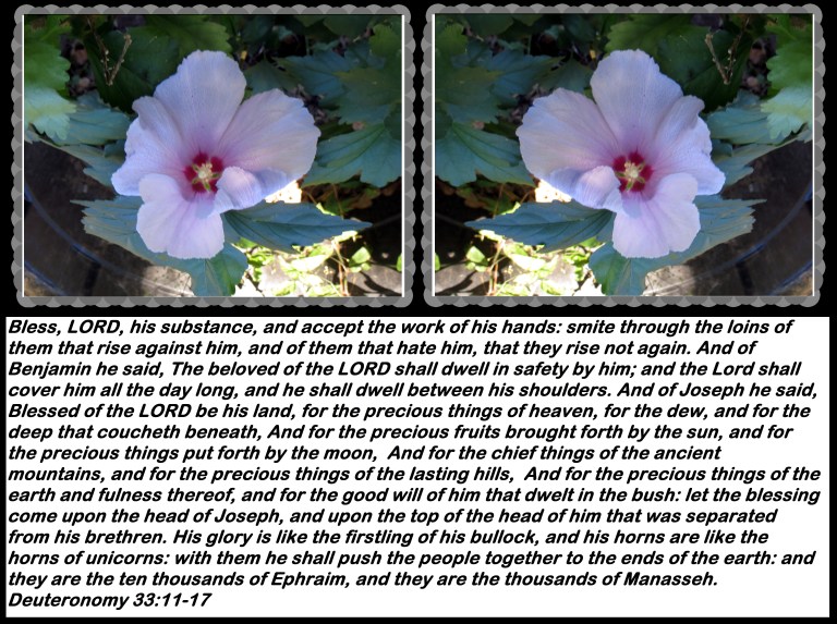 © Photo Artist Susan Ruth Robertson 090025006100 010 - Copy.JPG