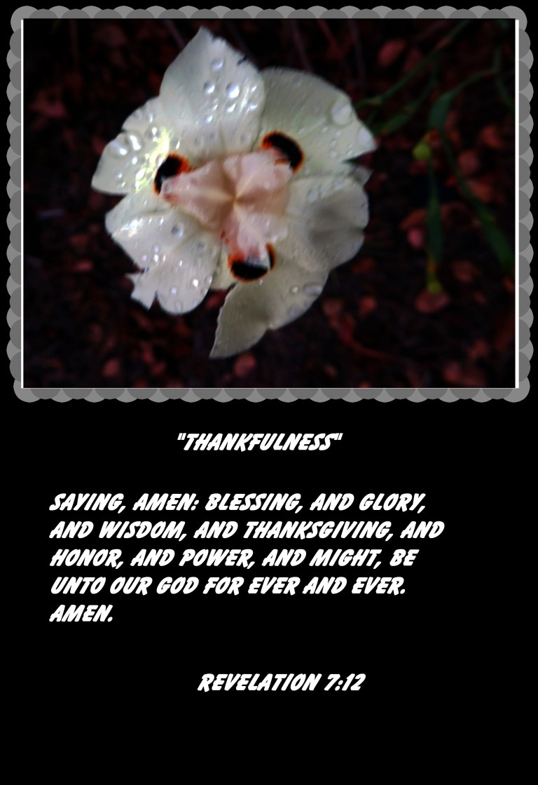 © Photo Artist Susan Ruth Robertson 090025006100 013.JPG