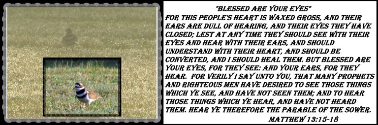 © Photo Artist Susan Ruth Robertson 090025006100 021 - Copy.JPG