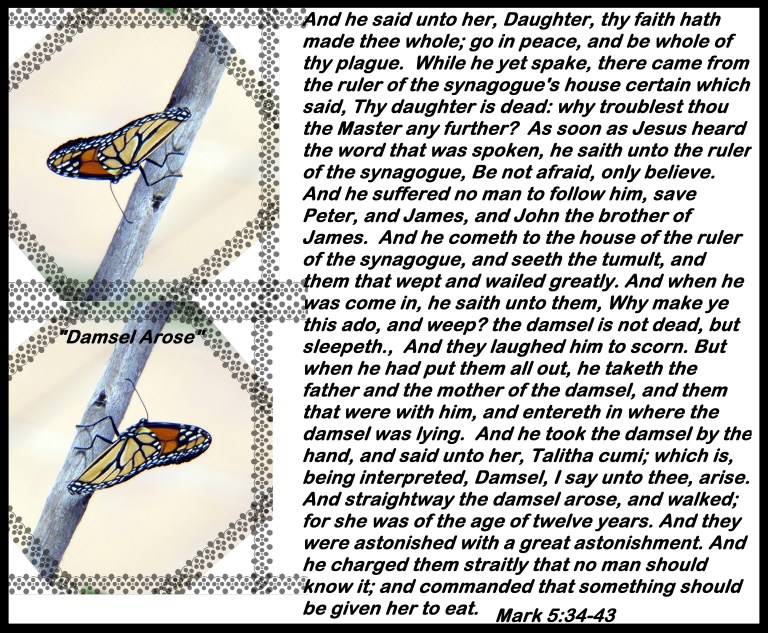 © Photo Artist Susan Ruth Robertson 090025006100 040 - Copy (2).JPG