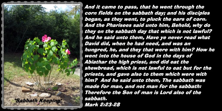 © Photo Artist Susan Ruth Robertson 090025006100 005 - Copy.JPG