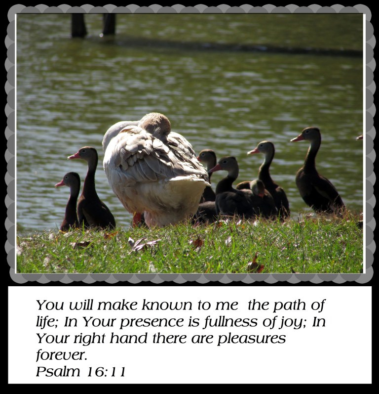 © Photo Artist Susan Ruth Robertson 090025006100 012 - Copy.JPG