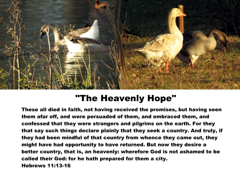 © Photo Artist Susan Ruth Robertson 090025006100 094 - Copy - Copy.JPG