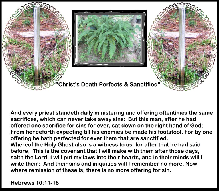 SX400IS  © Photo Artist Susan Ruth Robertson 090025006100 001 - Copy.JPG