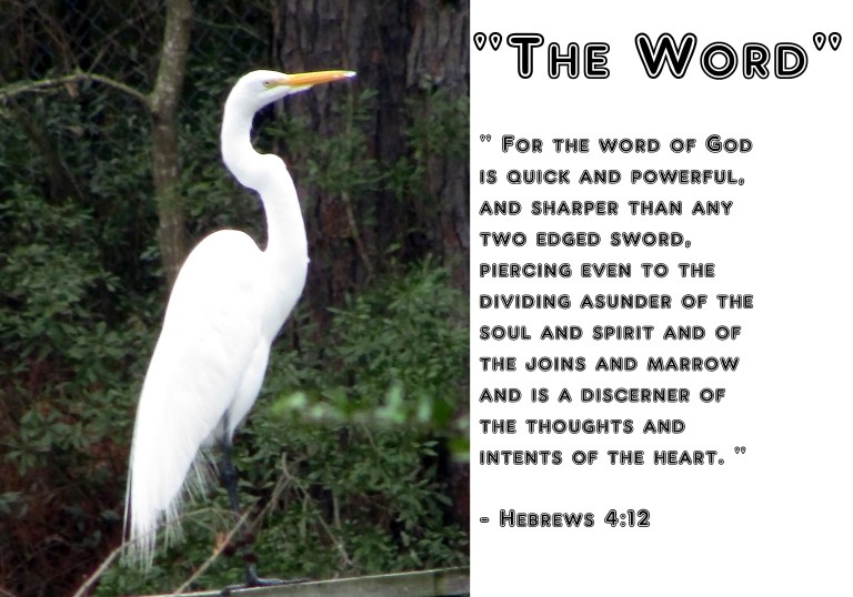 © Photo Artist Susan Ruth Robertson 090025006100 006 - Copy.JPG