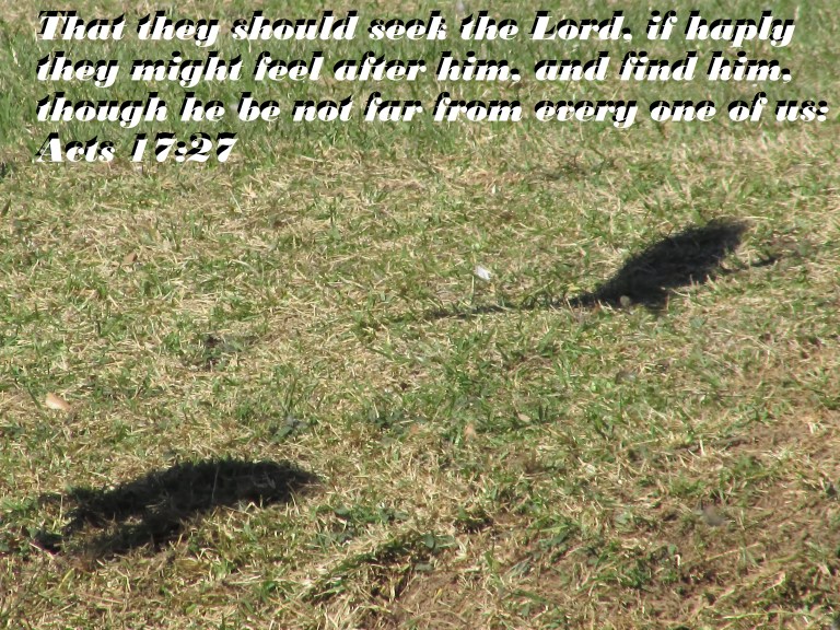 © Photo Artist Susan Ruth Robertson 090025006100 023 - Copy.JPG