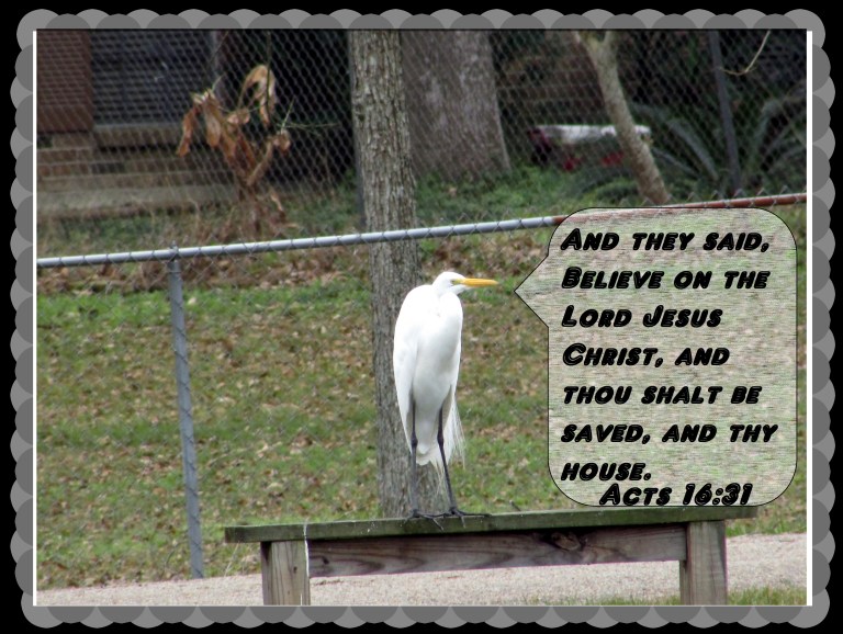 © Photo Artist Susan Ruth Robertson 090025006100 050 - Copy.JPG