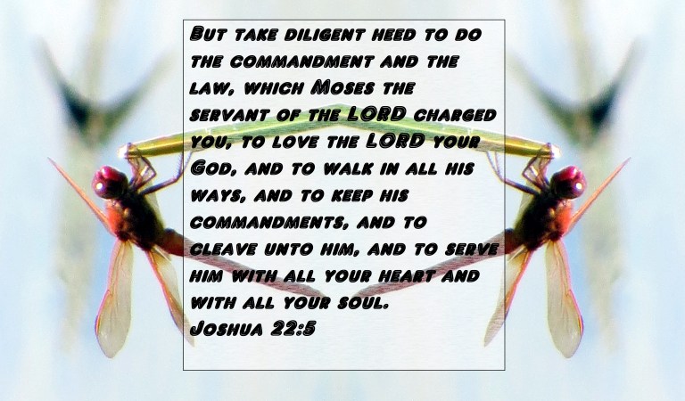 SX400 IS © Photo Artist Susan Ruth Robertson 090025006100 008 - Copy - Copy.JPG