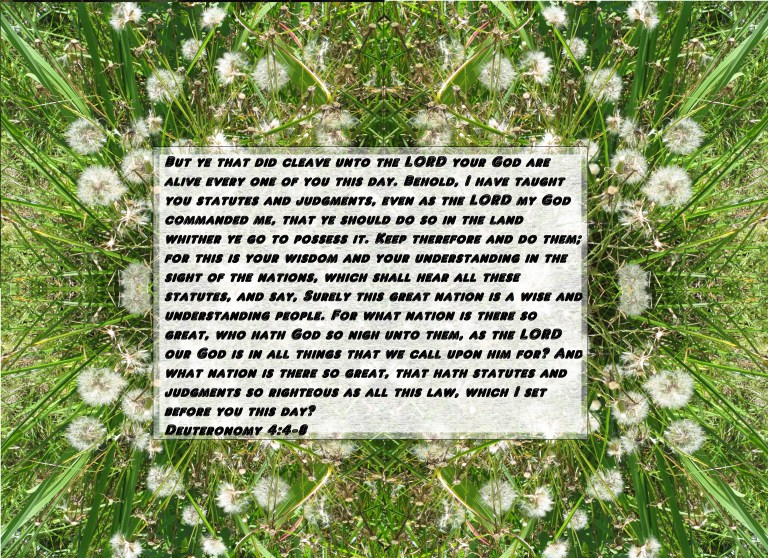 SX400 IS © Photo Artist Susan Ruth Robertson 090025006100 043 - Copy.JPG