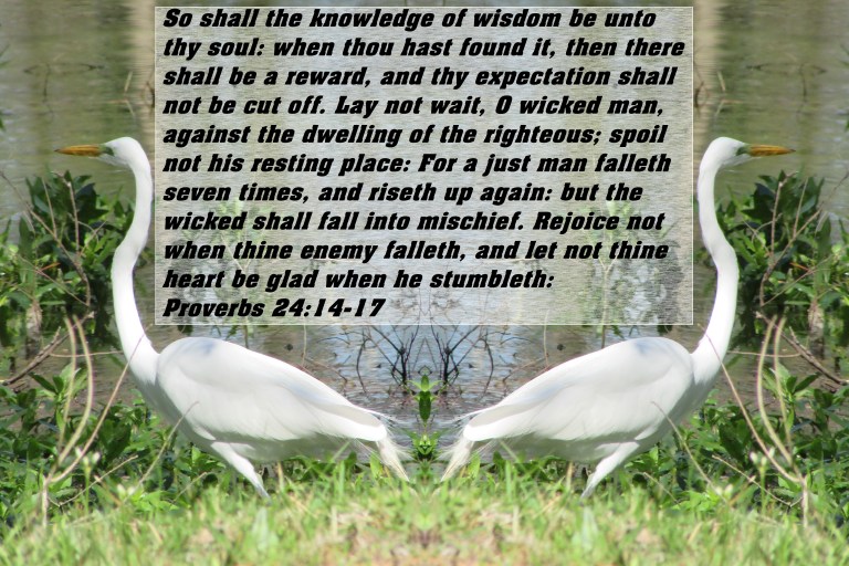 © Photo Artist Susan ruth Robertson 09002500100 005 - Copy.JPG