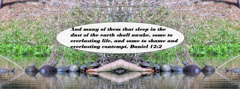 © Photo Artist Susan Ruth Robertson 090025006100 014 - Copy.JPG