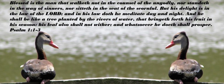 © Photo Artist Susan Ruth Robertson 090025006100 023 - Copy.JPG