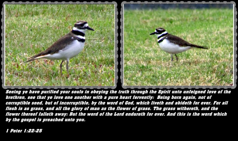 © Photo Artist Susan Ruth Robertson 090025006100 029 - Copy.JPG