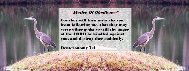 © Photo Artist Susan Ruth Robertson 090025006100 036 - Copy.JPG