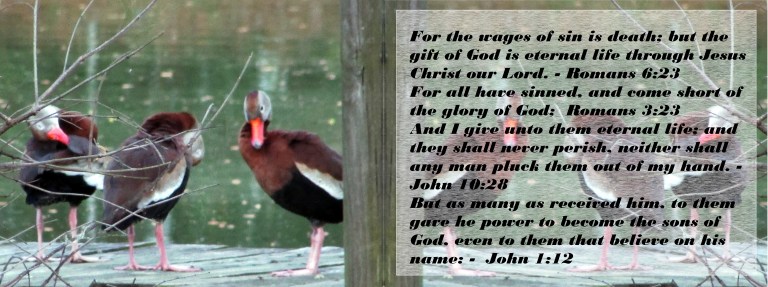 © Photo Artist Susan Ruth Robertson 090025006100 010.JPG