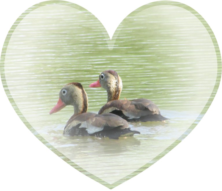 © Photo Artist Susan Ruth Robertson 090025006100 015