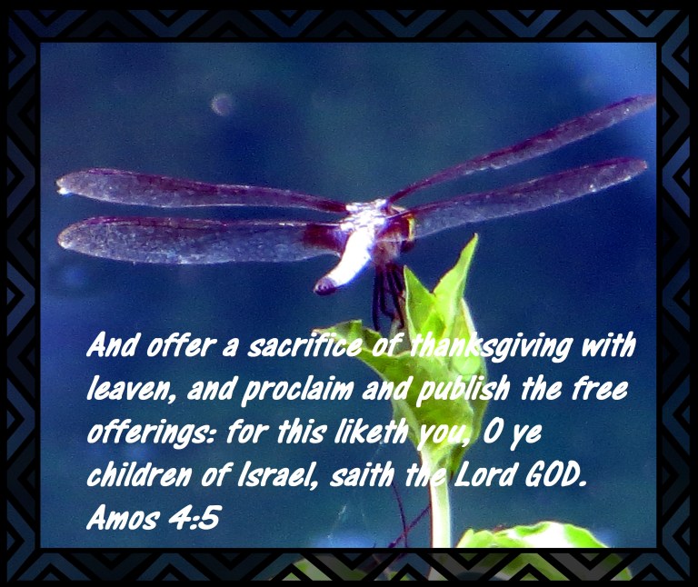 © Photo Artist Susan Ruth Robertson 090025006100 019 - Copy.JPG