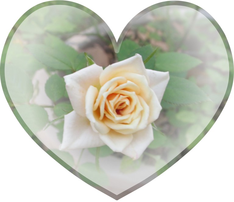 © Photo Artist Susan Ruth Robertson 090025006100 092.JPG