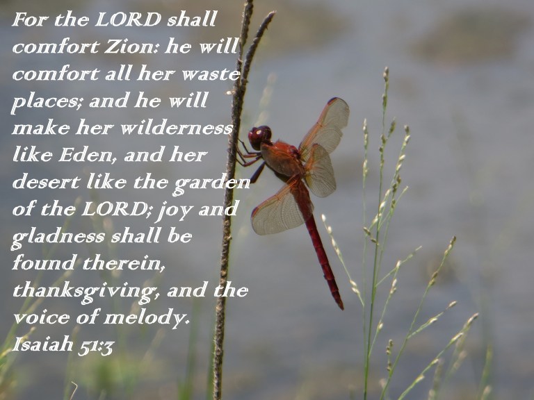 © Photo Artist Susan Ruth Robertson 090025006100  (103) - Copy.JPG