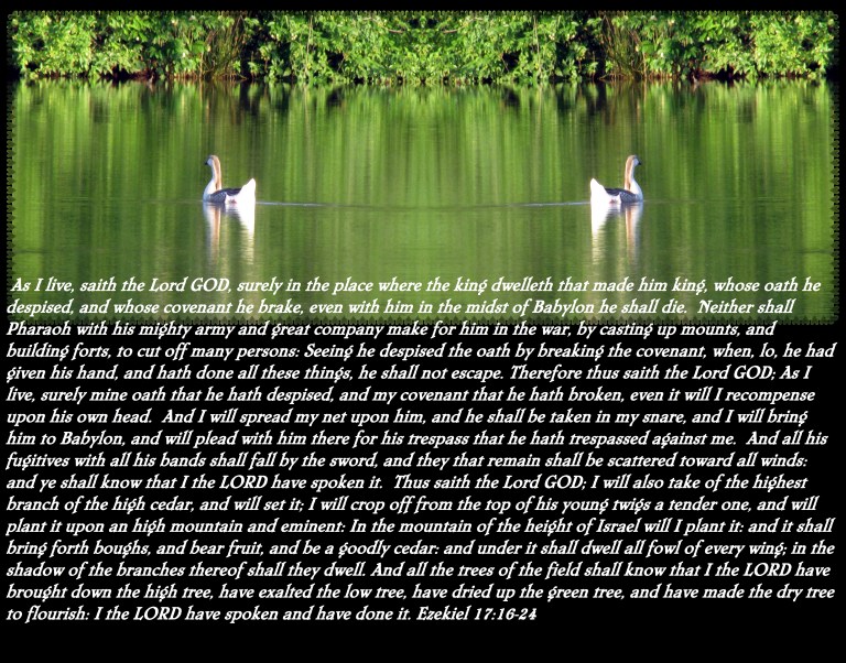 SX400 IS © Photo Artist Susan Ruth Robertson 090025006100 036 - Copy.JPG