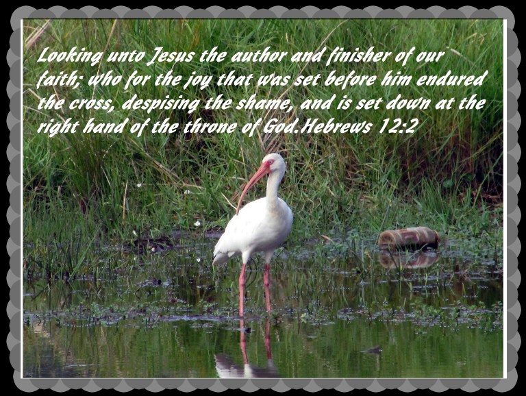 © Photo Artist Susan Ruth Robertson 090025006100 004 - Copy.JPG