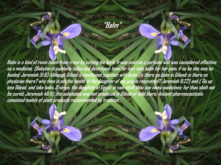 © Photo Artist Susan Ruth Robertson 090025006100 014 - Copy.JPG