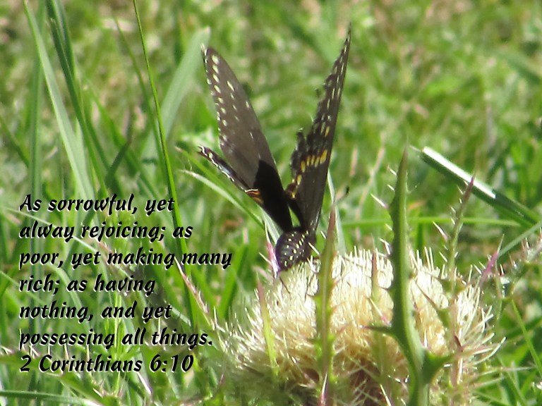 © Photo Artist Susan Ruth Robertson 090025006100 021 - Copy.JPG