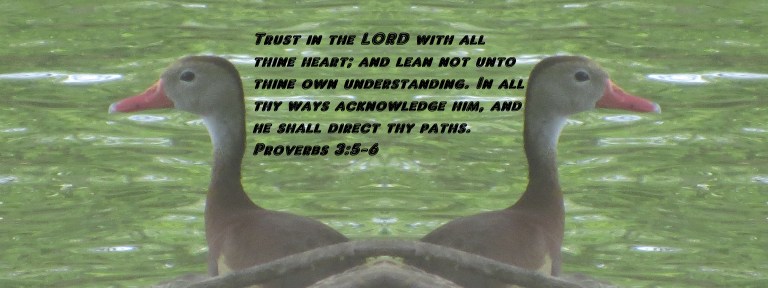 © Photo Artist Susan Ruth Robertson 090025006100 108 - Copy (2).JPG