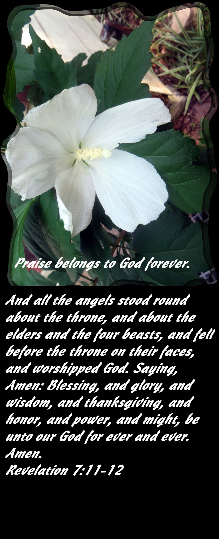 SX260 HS ©Photo Artist Susan Ruth Robertson 090025006100 005 - Copy.JPG