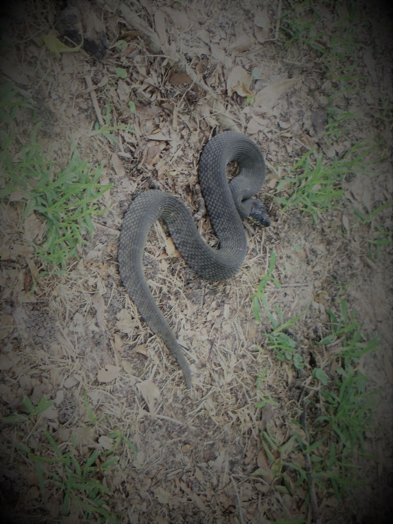 © Photo Artist Susan Ruth Robertson 090025006100 001.JPG