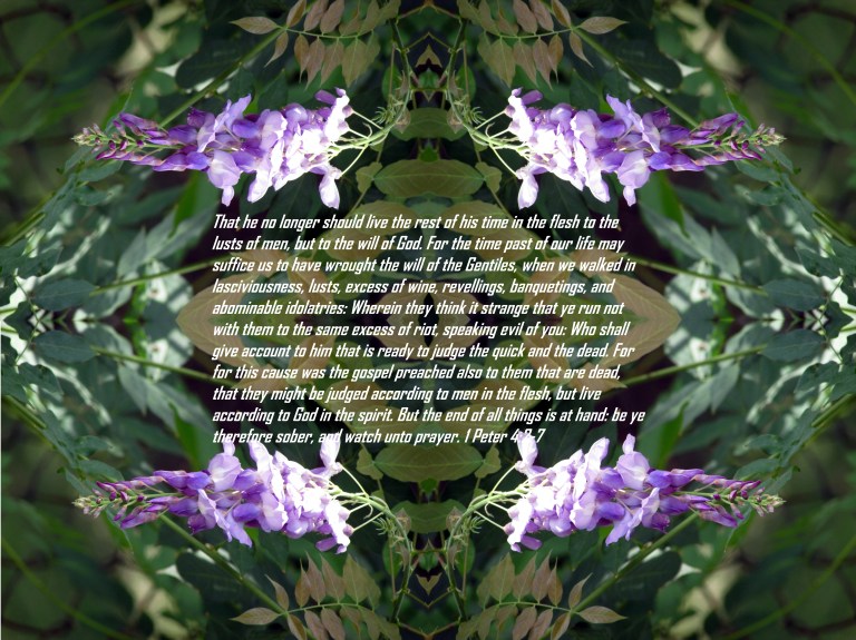 © Photo Artist Susan Ruth Robertson 090025006100 017 - Copy.JPG