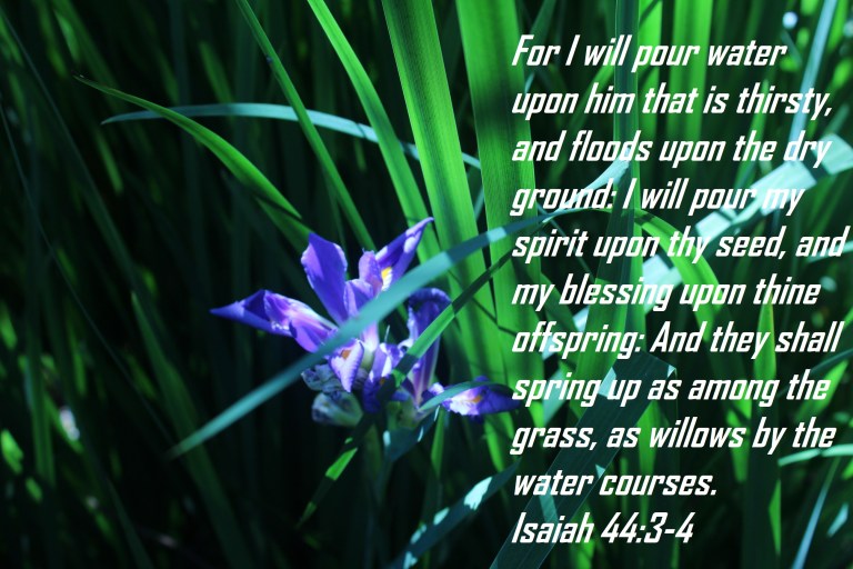 © Photo Artist Susan Ruth Robertson 090025006100 067 - Copy.JPG