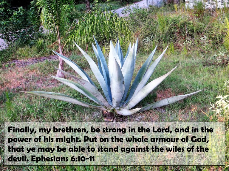 ©Photo Artist Susan Ruth Robertson 090025006100 065 - Copy.JPG