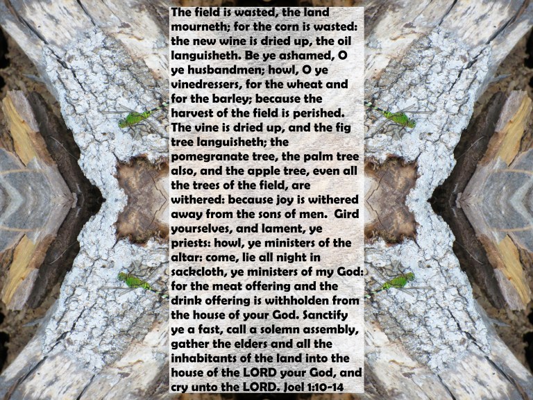 ©Photo Artist Susan Ruth Robertson 090025006100 073 - Copy.JPG