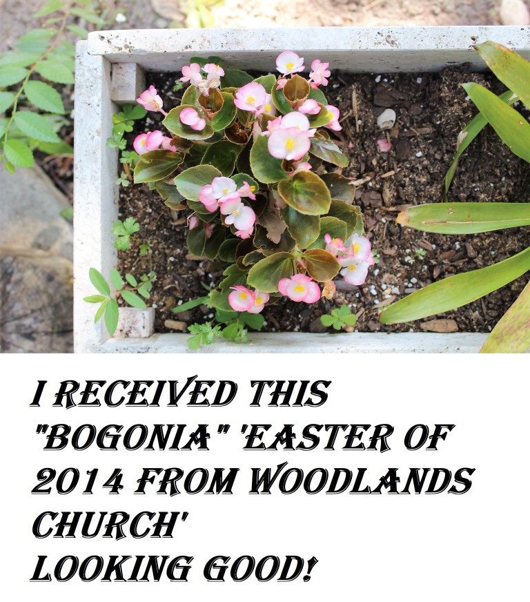 © Photo Artist Susan ruth Robertson 09002500100 027.JPG