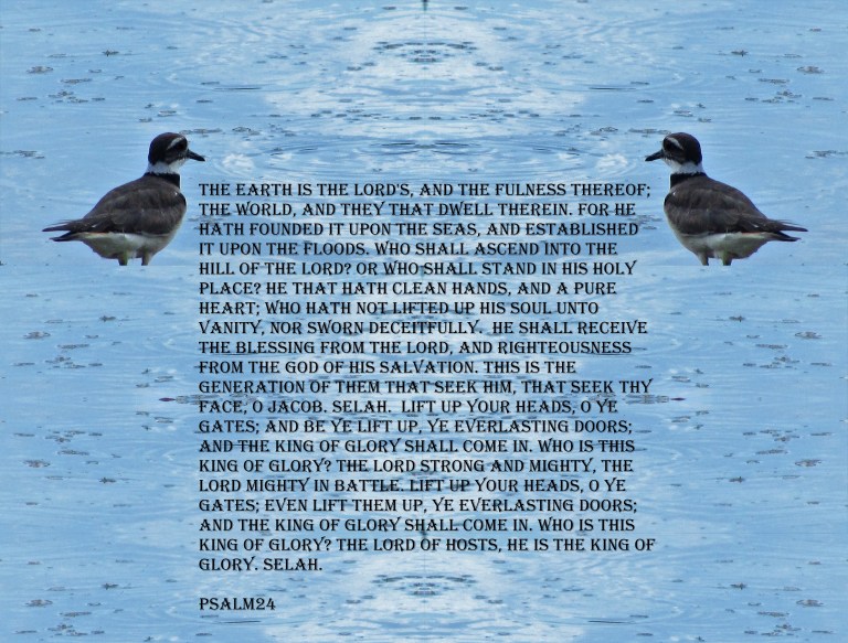 © Photo Artist Susan ruth Robertson 09002500100 064 - Copy.JPG