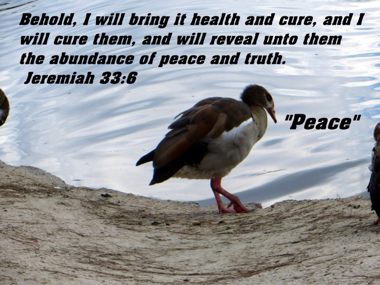 © Photo Artist Susan Ruth Robertson 090025006100 125 - Copy.JPG