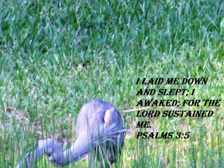 © Photo Artist Susan Ruth Robertson 090025006100   (26) - Copy.JPG