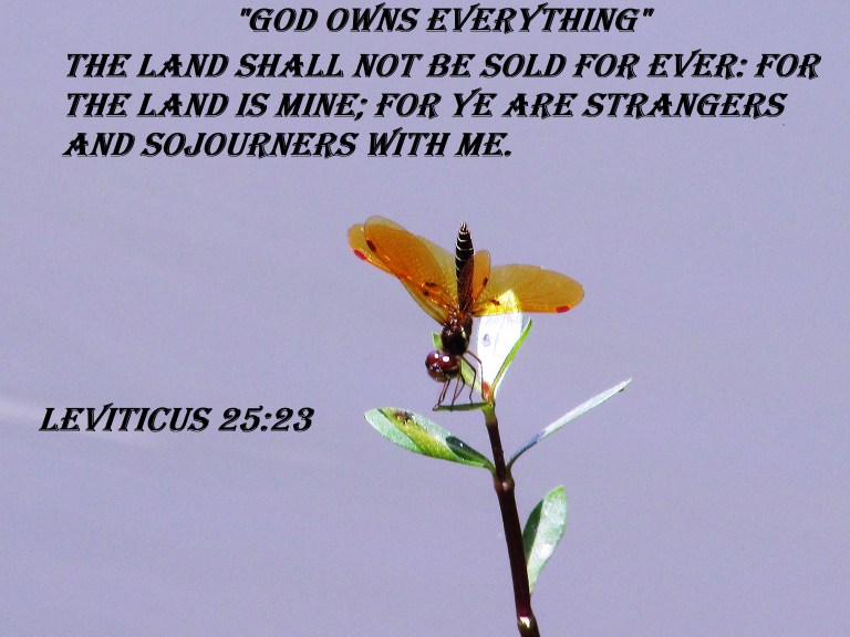 © Photo Artist Susan Ruth Robertson 090025006100 SX 400 IS 054 - Copy.JPG