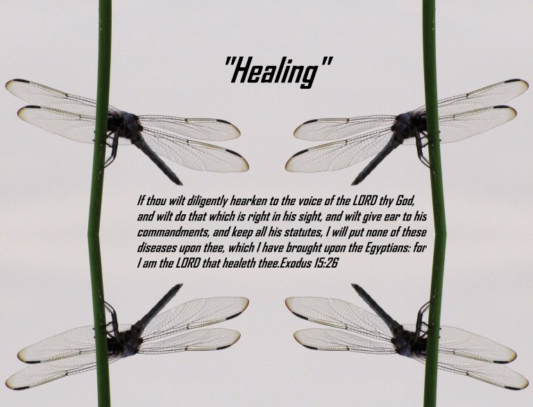 © Photo Artist Susan ruth Robertson 09002500100 007 - Copy - Copy - Copy.JPG