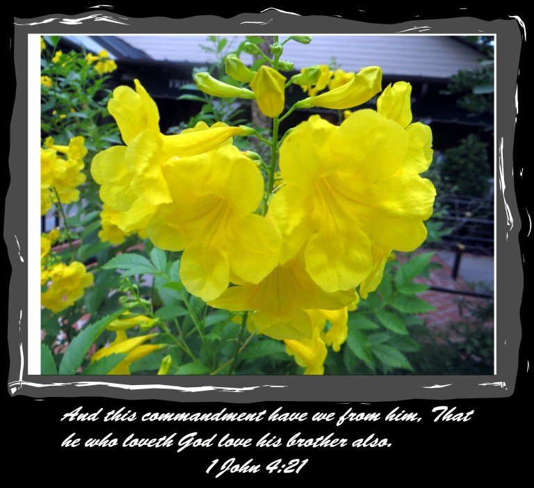 © Photo Artist Susan Ruth Robertson 090025006100 018.JPG